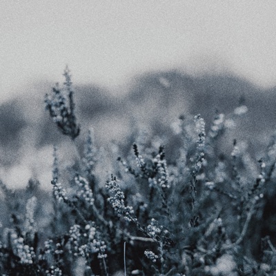 Wilted Flowers - Single