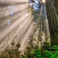 Нам надо (feat. Бремен) [Remix] - Single - Sanches