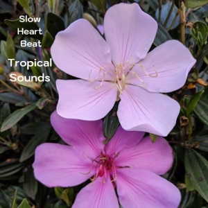 Tropical Sounds