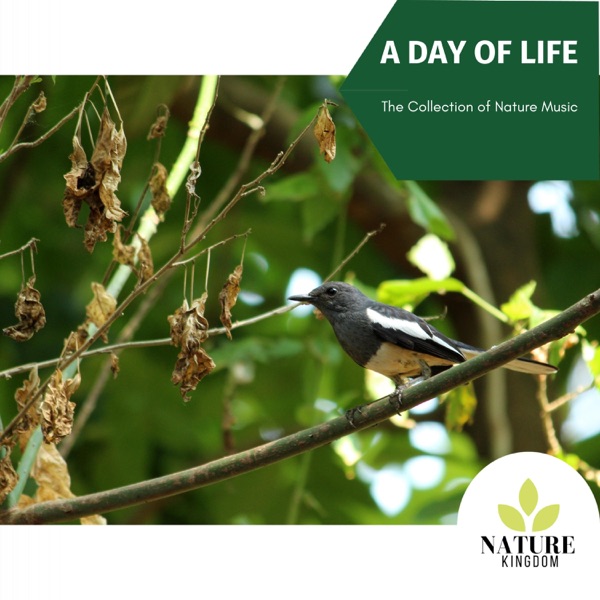 A Day of Life - The Collection of Nature Music