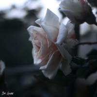 I'm Gone - Single - Scottii & Codey Exe