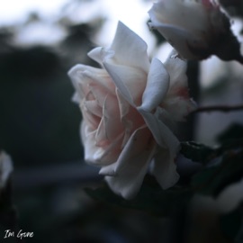 I'm Gone Scottii & Codey Exe