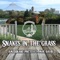 Snakes in the grass (feat. Moe davis) - Amerikane Poetz lyrics