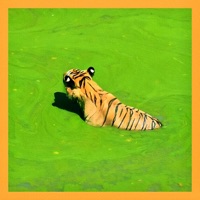 9 Times Out Of 10 - Single - Luca Maxim