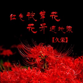 红色彼岸花花开遍地撒 久榮