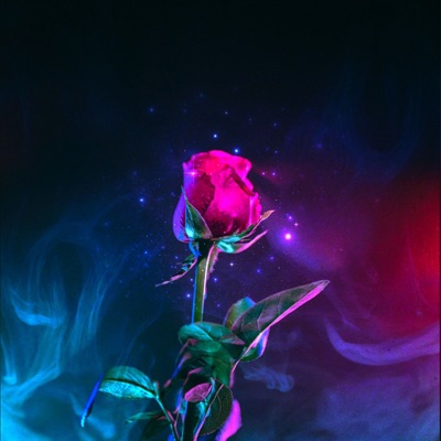 Rose - Single