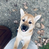 D i z z y (feat. Boto Bangaz) - Single - Hushush