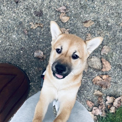 D i z z y (feat. Boto Bangaz) - Single