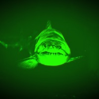 Shark - Single - Astral Forest