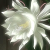 Wolf's Rain - 93