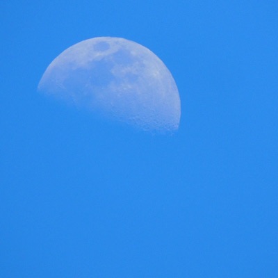 Bird Without A Wing (Radio Edit) - Single