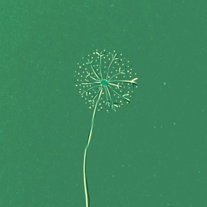 dandelion