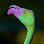 Green Flamingo artwork