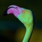 Green Flamingo artwork