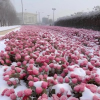 No Love - Single - Lameboysharp