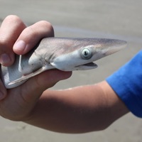 Apteros - Single - OXIS