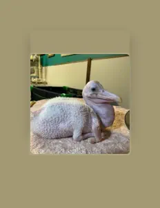 收听 CHIMPANZEE GUN CLUB、观看音乐视频、阅读小传、查看巡演日期等 ！