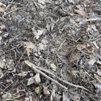 Dirt - Single - BLOODYAXE