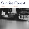 Sunrise Forest
