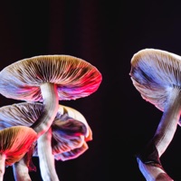 Day Trip - Single - Sekizo