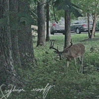 Passerine (feat. Saoirse Dream) - Single - sylva woolf