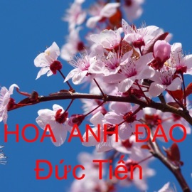 Hoa Anh Đào Đức Tiến