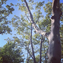 Hangin W the Trees Bainz