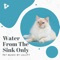 Toe Beans - Pet Music by Lullify & Relaxing Music For Cats lyrics