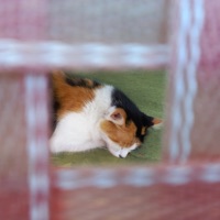 calor (NOVIEMBRE) (feat. goldin) - Single - Winter