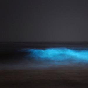 Bioluminescence - EP