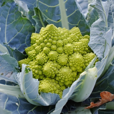 Romanesco (feat. Asra3) - EP