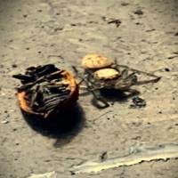 Did You??? - Single - Ecletic Collective