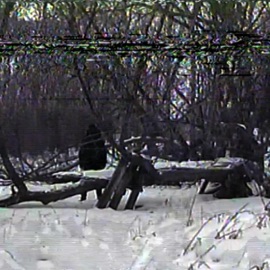 cold.world (feat. OmenXIII) trees