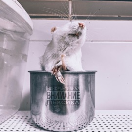 Мыши (feat. TAUKITA) threenapasa