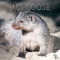 Mongoose - Sam Fayz lyrics