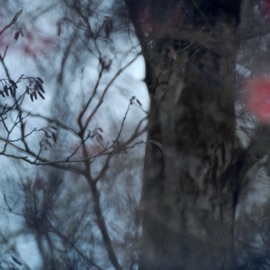 Elegy From Somewhere Quiet