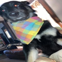 Mi Life - Single - Willy Dickin