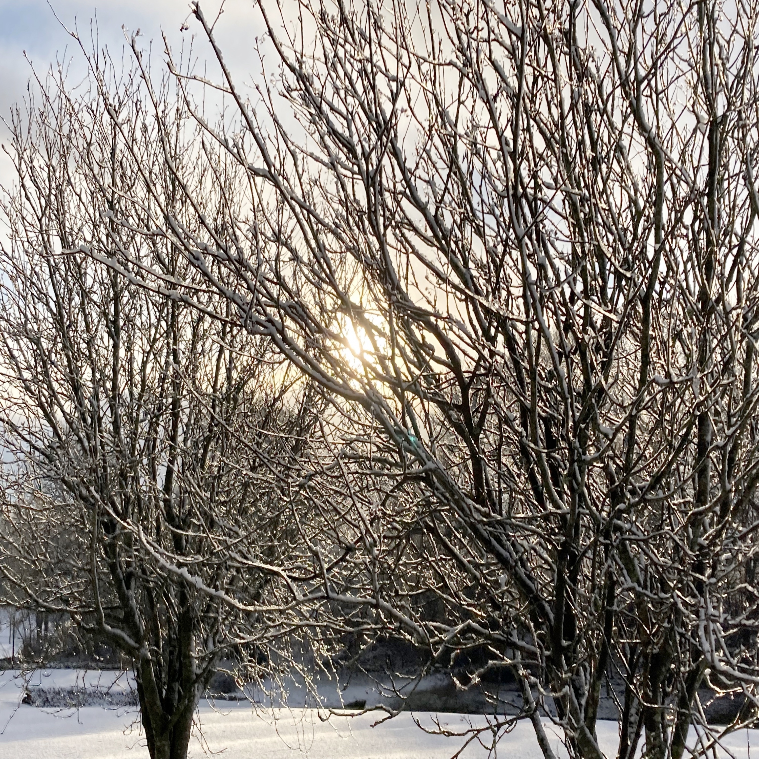 Let's Put the Magic Back in Christmas - Single