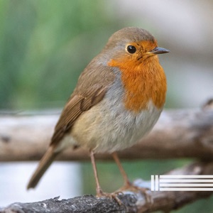 Birds Singing in the Forest
