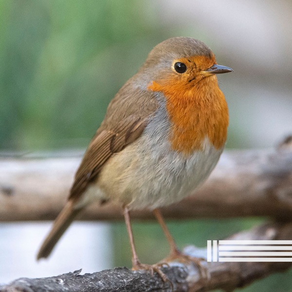 Birds Singing in the Forest
