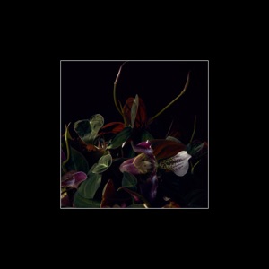 Vetiver (feat. Harriet Riley)