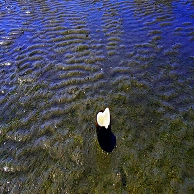 I Wish You Were (feat. Elena) - Single