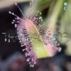 Diatoms cover art
