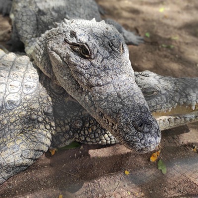 CocoDRILL vol.ll - Single