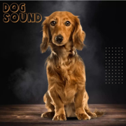 Dog Sound - Purnima Nidhi