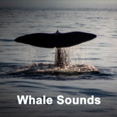 Gentle Whale Sounds artwork