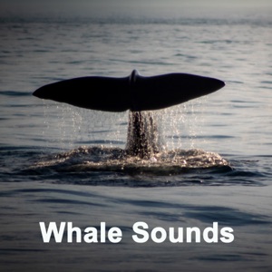 Whale Sounds (90 Min. Environmental, Mindfulness Meditation, Sleep, Pure Ocean Whale Sounds)