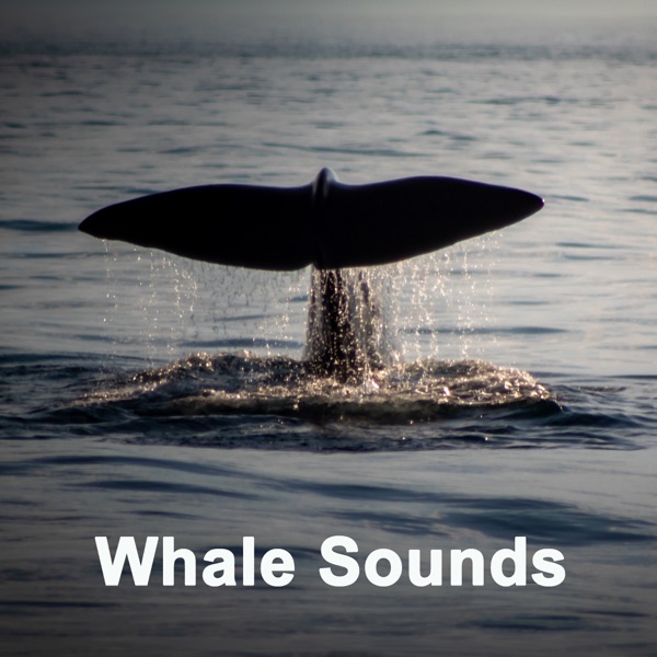 Whale Sounds (90 Min. Environmental, Mindfulness Meditation, Sleep, Pure Ocean Whale Sounds)