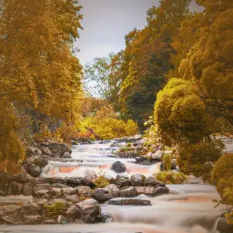 Soothing River stream in Forest for Deep Relaxation by Soothing Sounds, Natural Sound Makers & FX waves song reviws