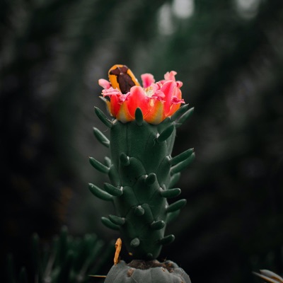 Signature - Single